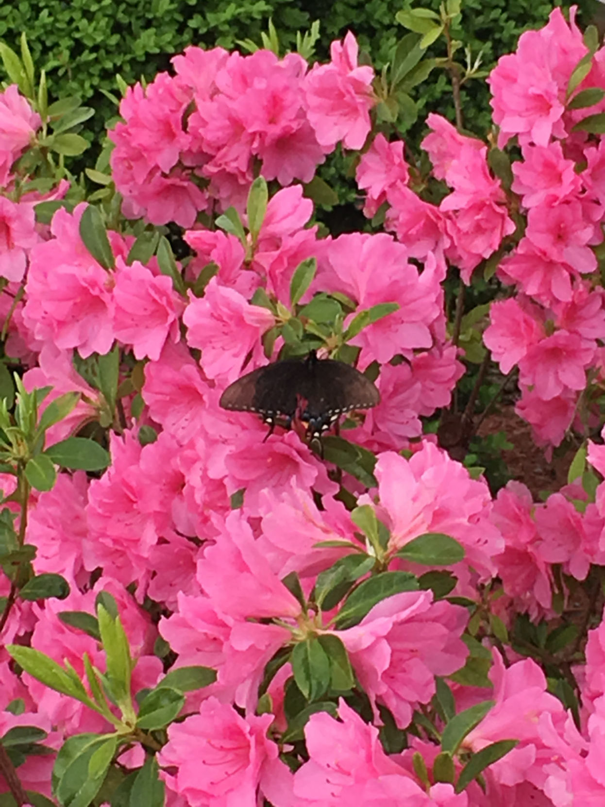 Azaleas